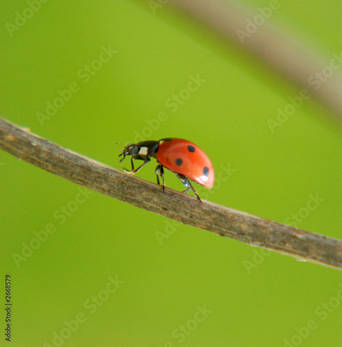 the ladybird creeps on a stalk of a grass