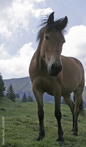 horse on the mountain
