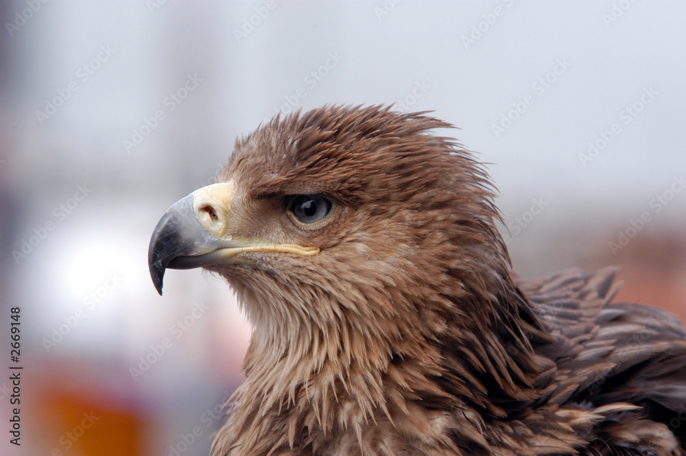 Naklejka premium steppe eagle