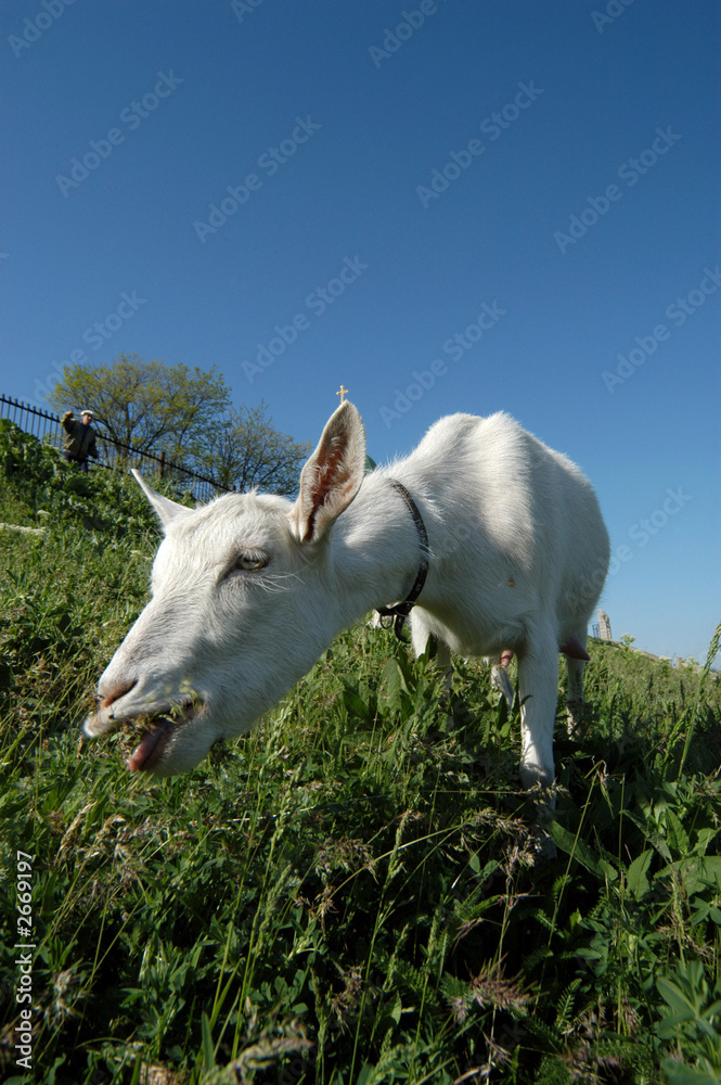 the white goat eats a green grass the white goat eats a green grass