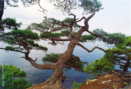 pine growing on edge of breakage
