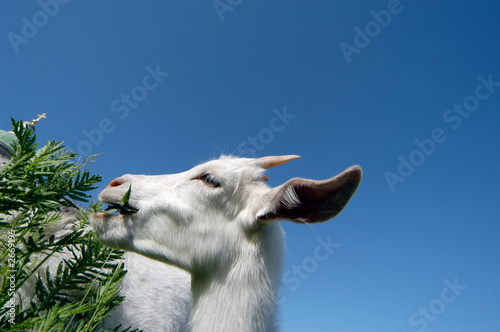 the white goat eats a green grass