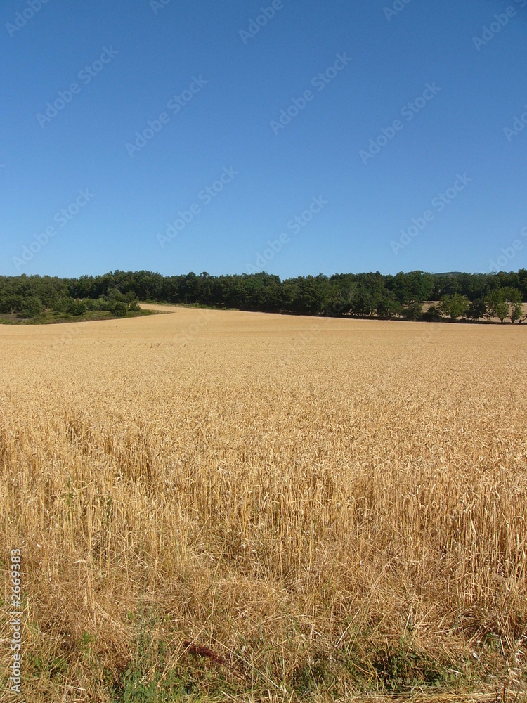 champ de blé