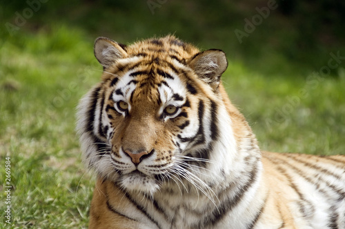 amur tiger © Stephen Meese
