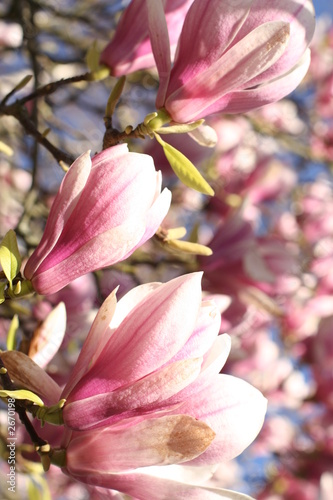 magnolia fleuri