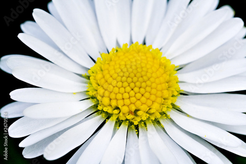 fleur blanche marguerite paquerette en gros plan