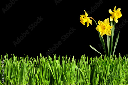 Fotografie herbes et jonquilles