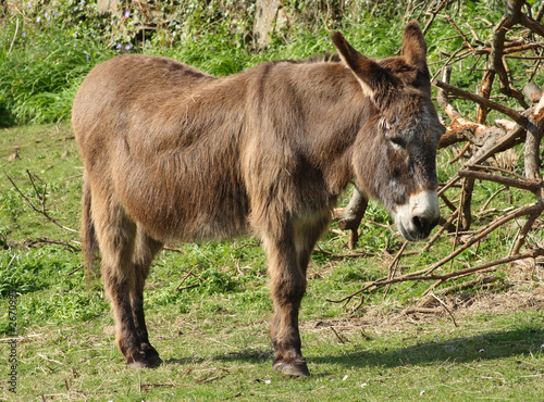 a donkey in a county field.