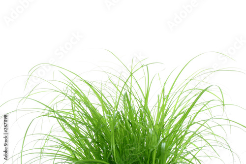 touffe d'herbe