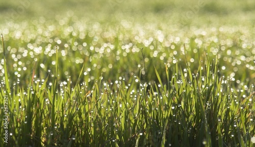 dewy meadow