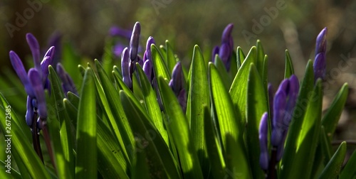 hyacint photo