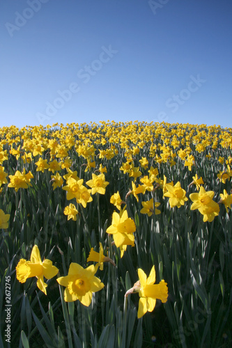 daffodil 1
