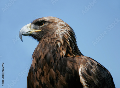 royal eagle