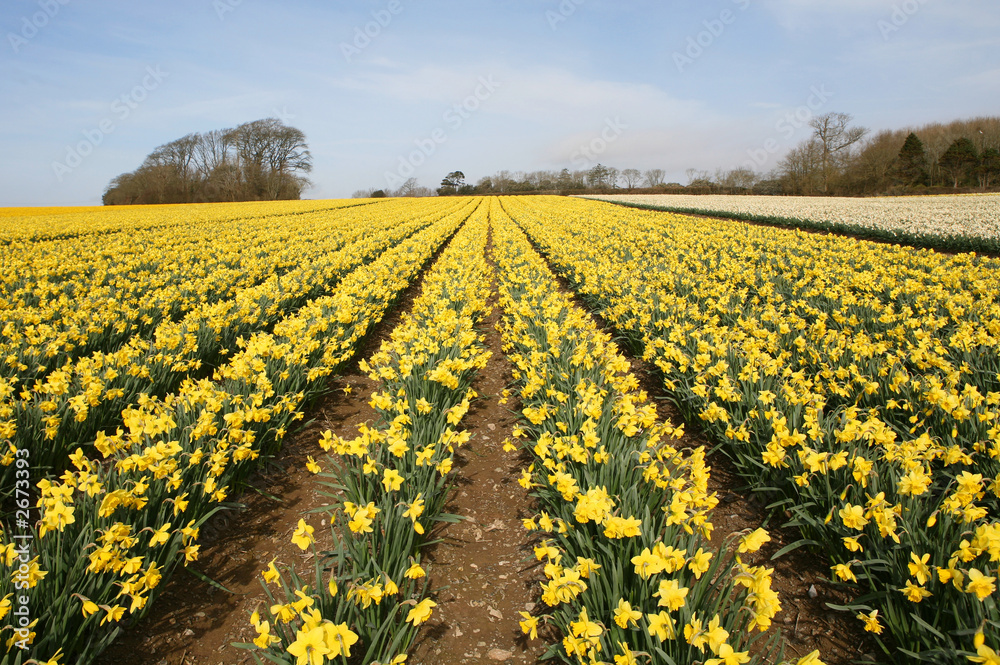 Fototapeta premium daffodil field