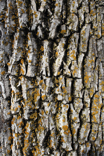mossy bark background
