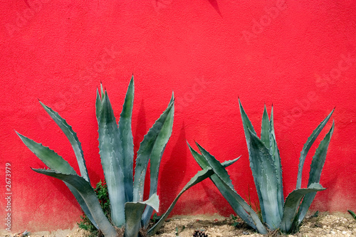 agave cactus