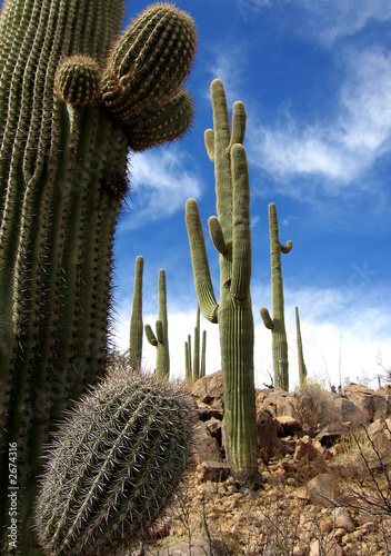 abstract saguaro photo