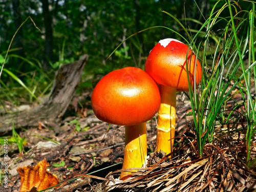 mushrooms (amanita caesareaoides) 1 photo