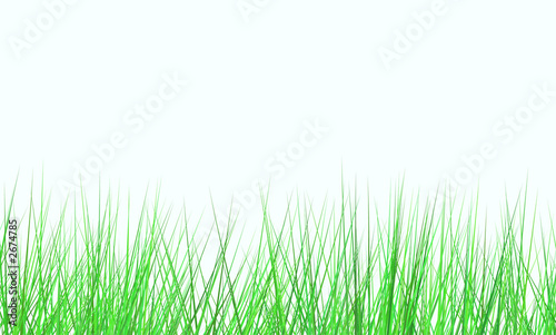 fresh green field on white background