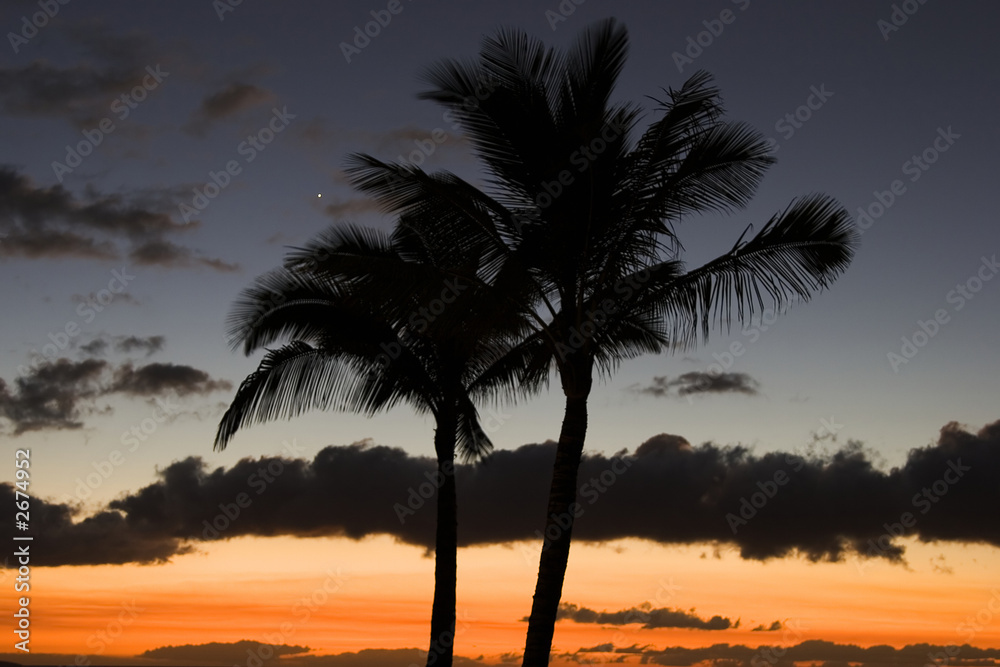Obraz premium palm trees and venus