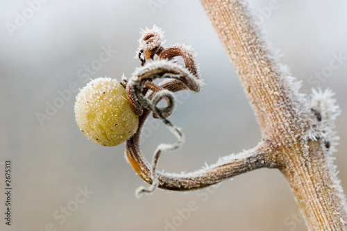 single grape with ice crystals