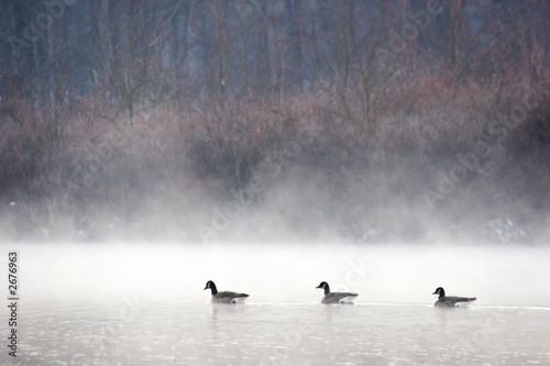 three geese in the mist