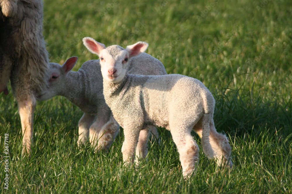 Obraz premium lambs