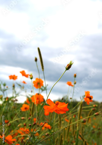 orange flowers