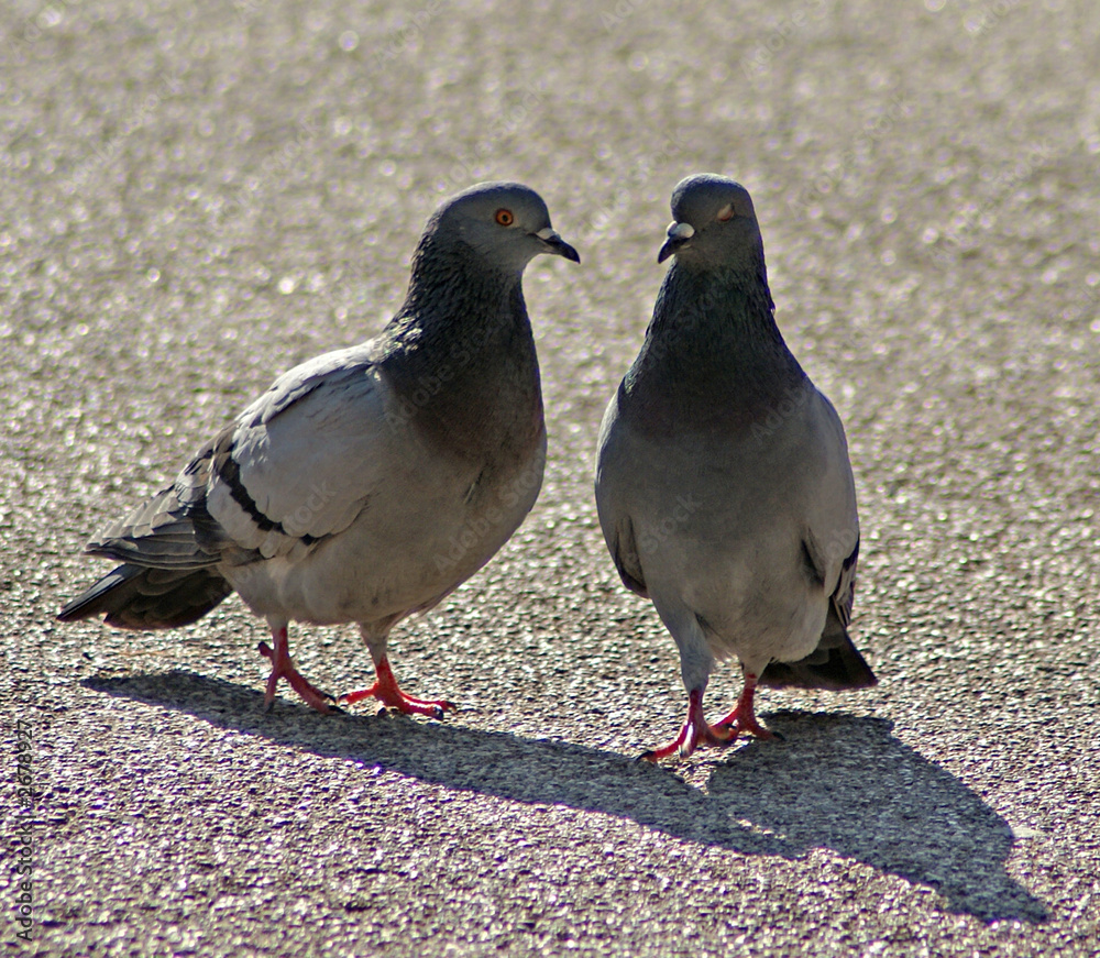 couple couple