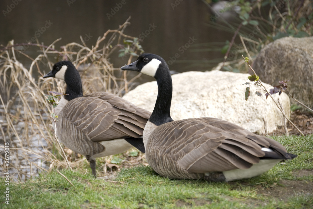 canada goose 11 canada goose 11