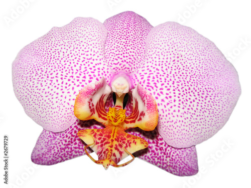 orchid  isolated 