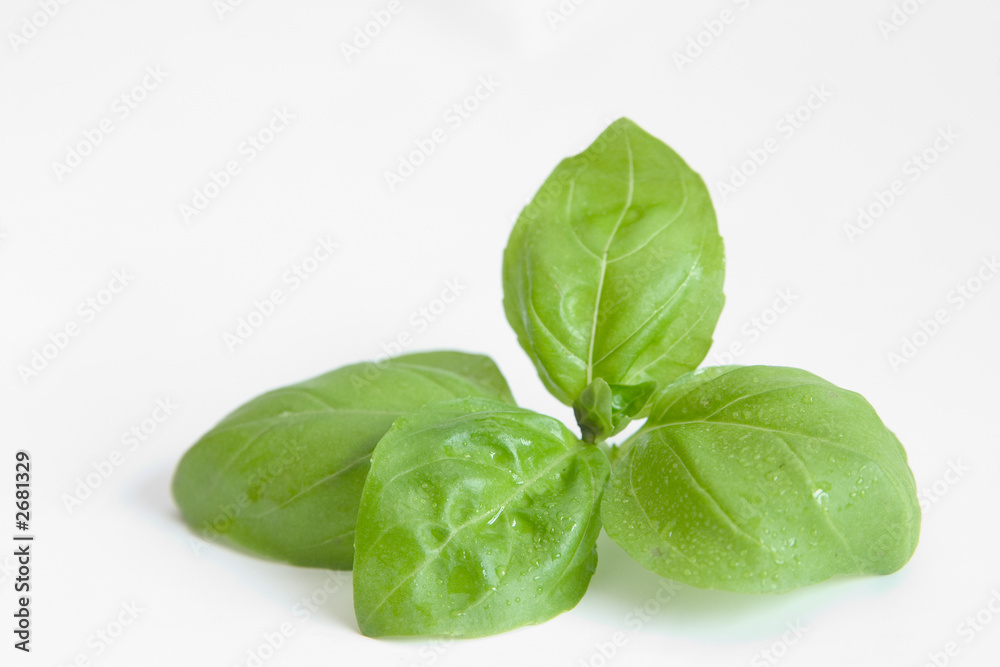 Obraz premium basil