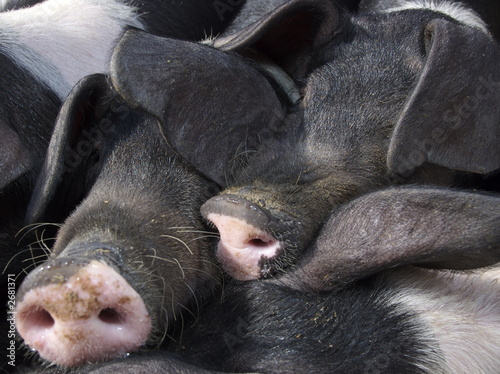 saddleback piglet snouts