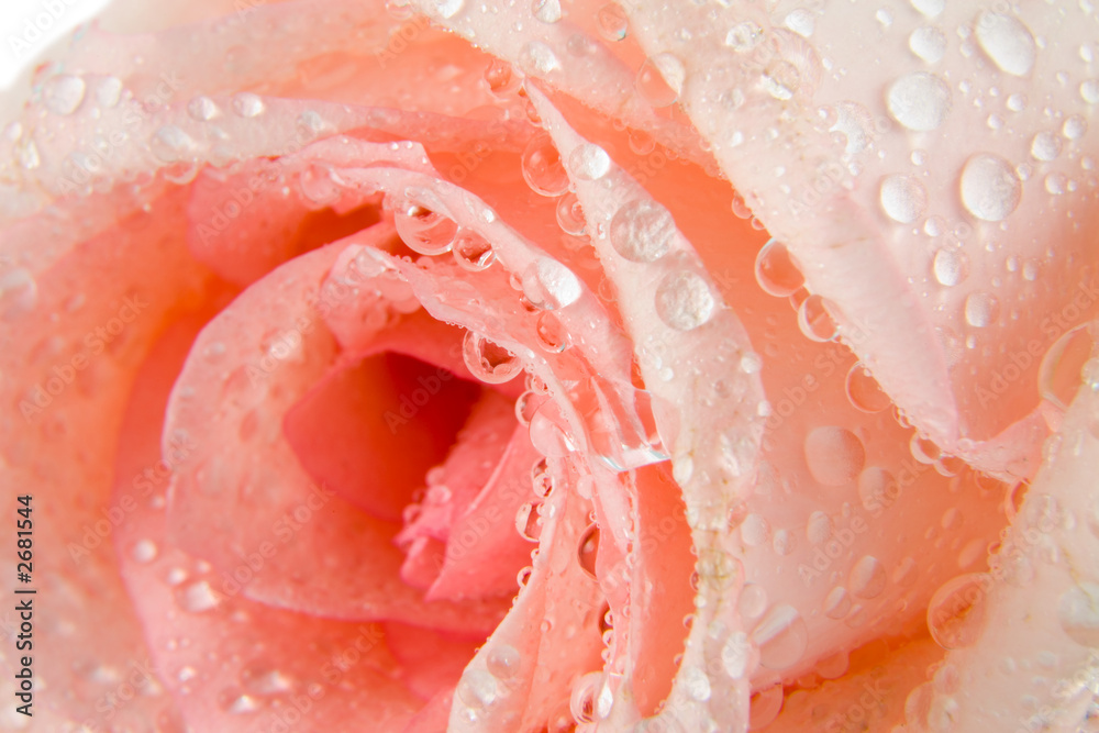 pink rose pink rose