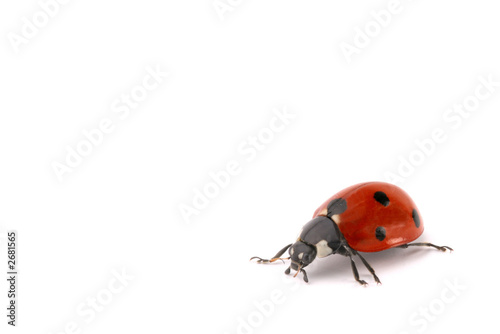 ladybug © lidian neeleman