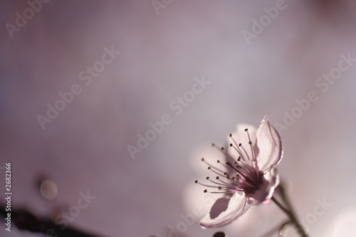 cherry tree blossum