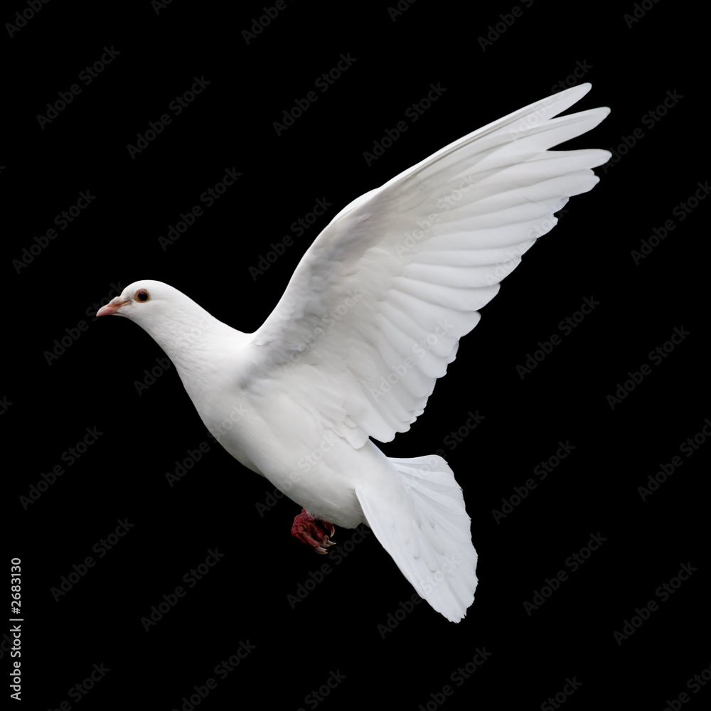 Obraz premium biała gołębica w locie 11