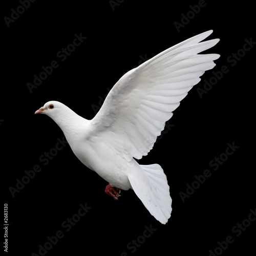 white dove in flight 11