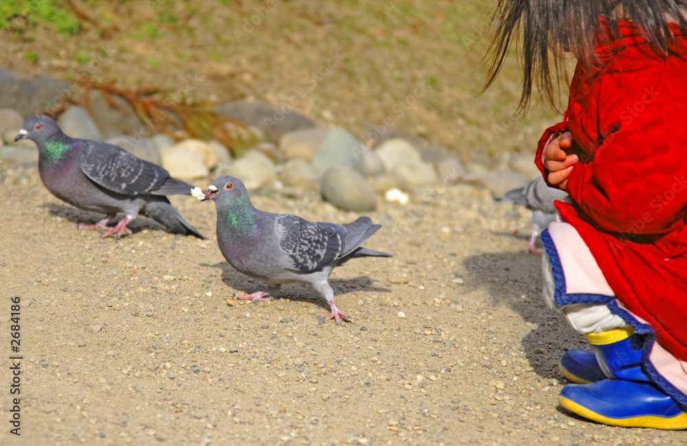 Fototapeta premium feeding pigeons