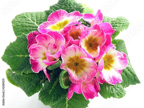 primrose with amaranthine pretty flowers photo