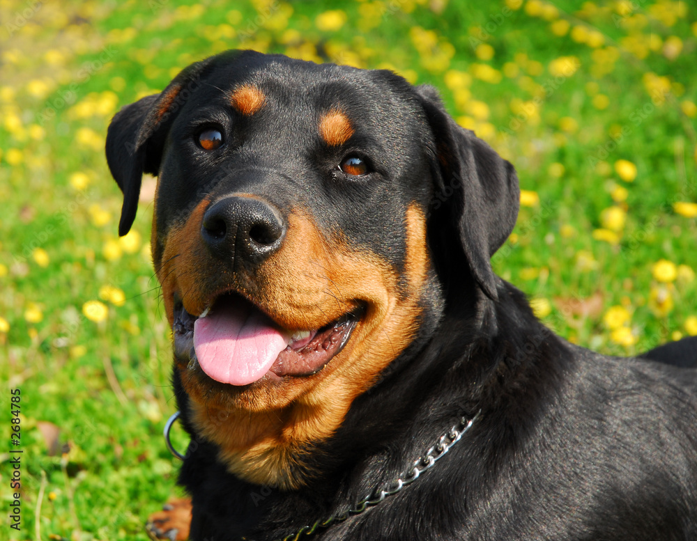 femelle rottweiler femelle rottweiler