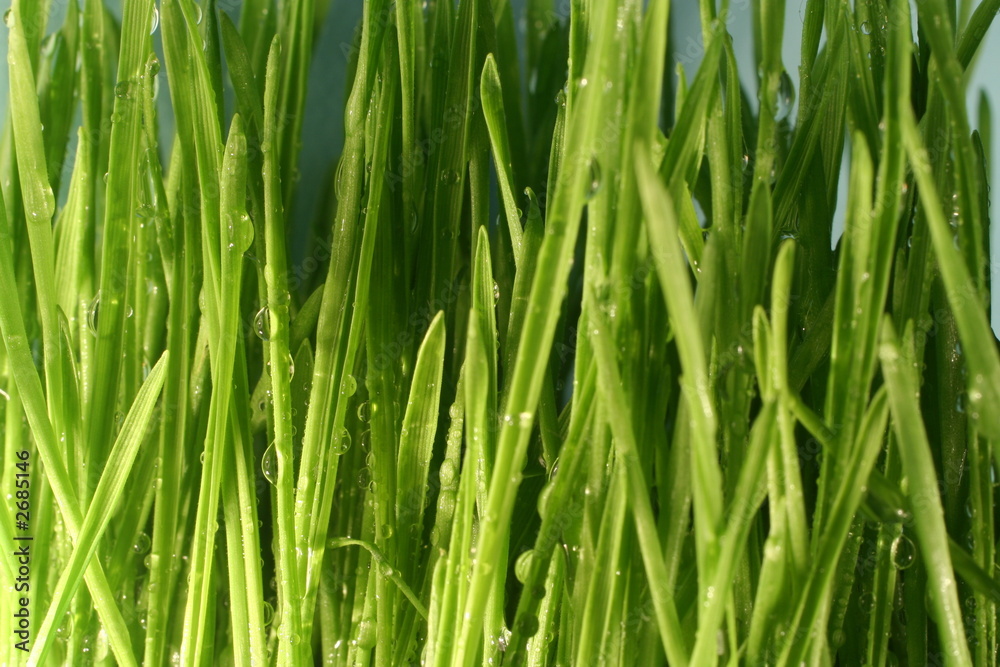 grass grass