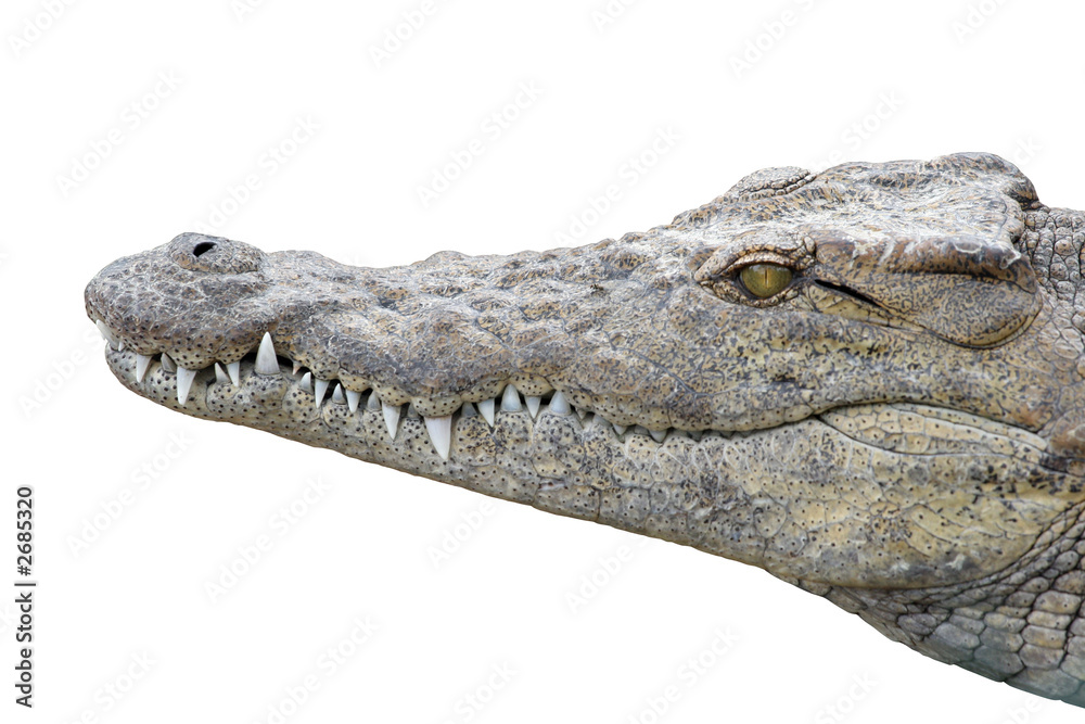 Crocodile Gueule Fermee Sur Fond Blanc Stock Photo Adobe Stock