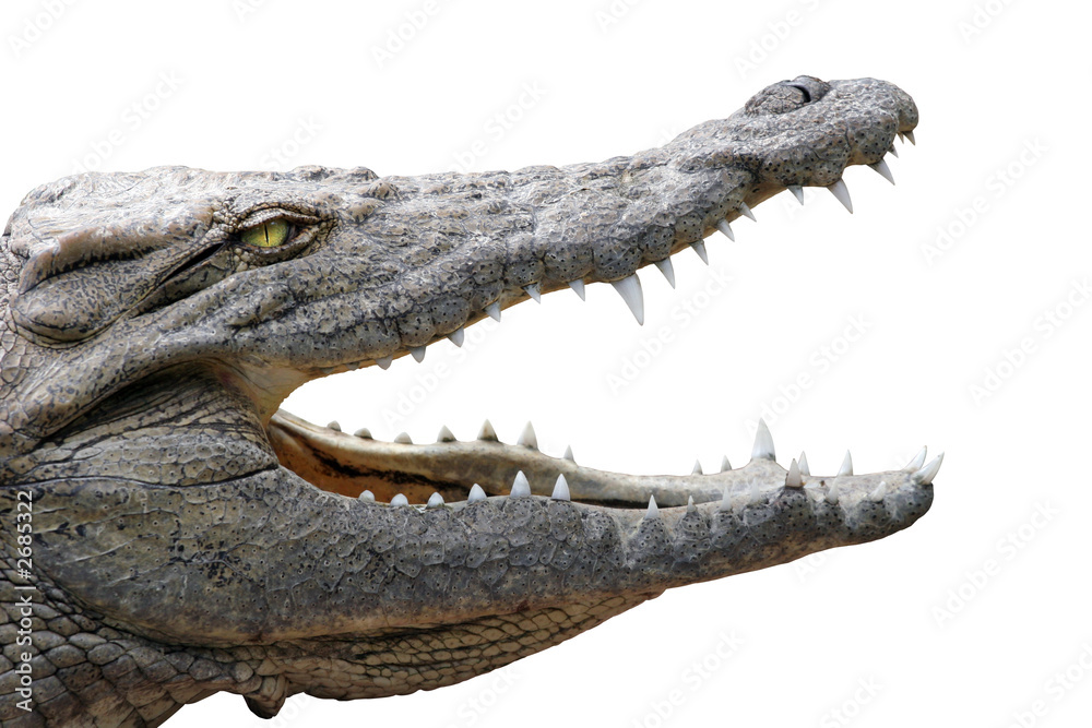 Crocodile Gueule Ouverte Sur Fond Blanc Stock Photo Adobe Stock