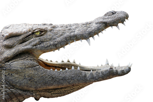 crocodile gueule ouverte sur fond blanc photo