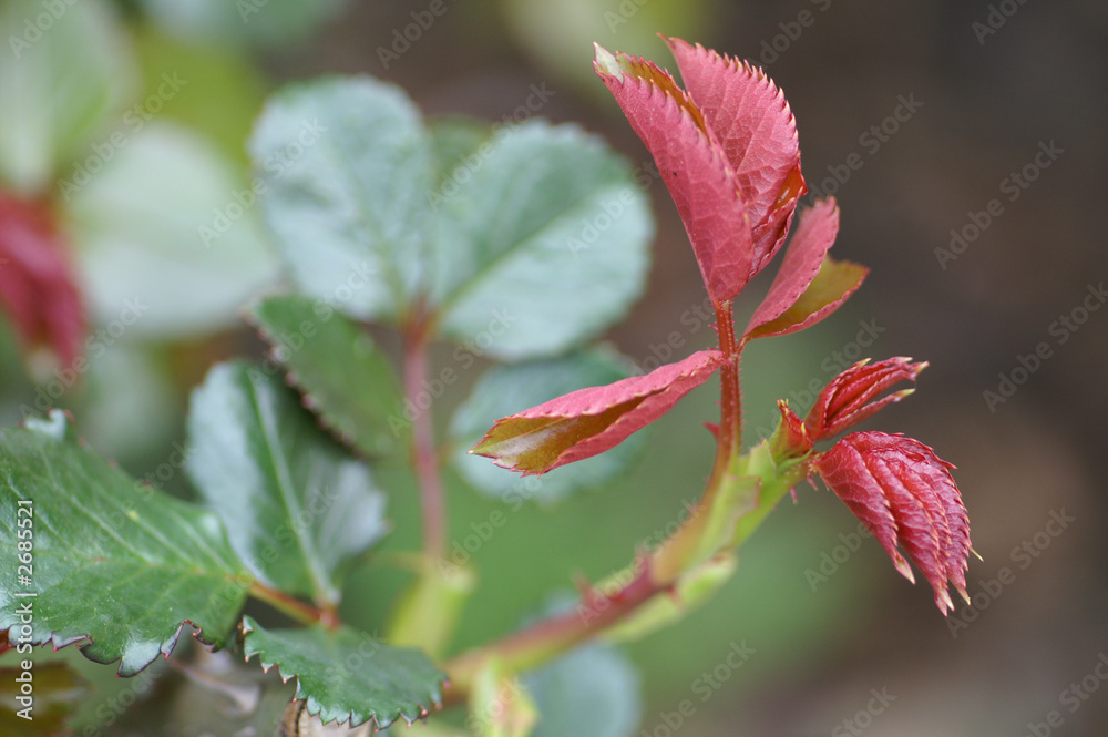 le rosier renaît le rosier renaît