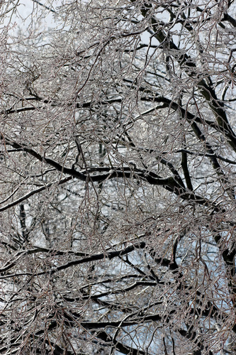 tree in ice