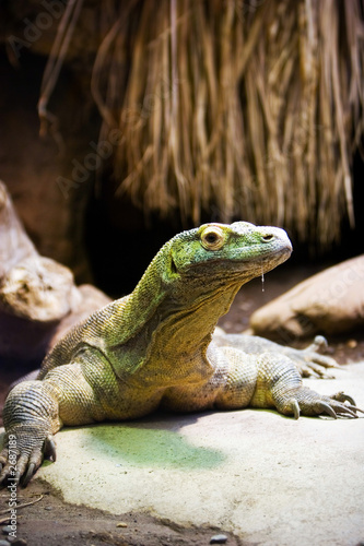 komodo dragon