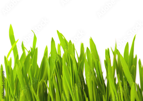 green grass