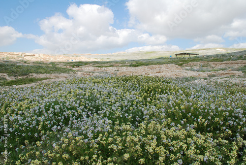 flowers in the negev desert